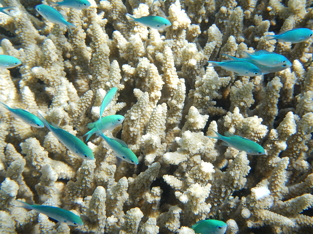 HOW INTERNET OF THINGS IS HELPING THE ENVIRONMENT STARTING WITH THE GREAT BARRIER REEF